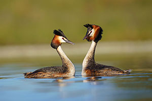 Somormujo lavanco (Podiceps cristatus). Brozas. Cáceres