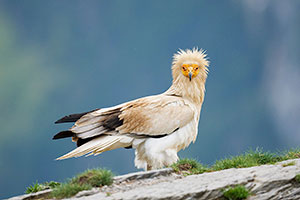 Alimoche común (Neophron percnopterus). Torla. Huesca