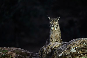 Lince ibérico (Lynx pardinus). P. Nat. de la Sierra de Andújar. Jaén