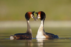 Somormujo lavanco (Podiceps cristatus). Brozas. Cáceres
