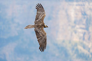 Quebrantahuesos (Gypaetus barbatus). Torla. Huesca