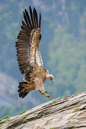 Buitre leonado (Gyps fulvus). Torla. Huesca
