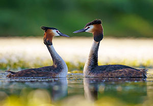 Somormujo lavanco (Podiceps cristatus). Brozas. Cáceres