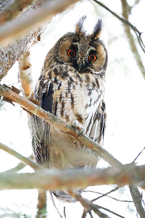 Búho chico (Asio otus). Parque Polvoranca. Madrid
