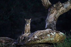 Lince ibérico (Lynx pardinus). P. Nat. de la Sierra de Andújar. Jaén