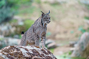 Lince ibérico (Lynx pardinus). P. Nat. de la Sierra de Andújar. Jaén