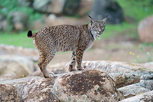 Lince ibérico (Lynx pardinus). P. Nat. de la Sierra de Andújar. Jaén