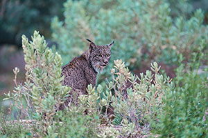 Lince ibérico (Lynx pardinus). P. Nat. de la Sierra de Andújar. Jaén