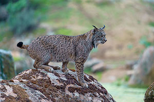 Lince ibérico (Lynx pardinus). P. Nat. de la Sierra de Andújar. Jaén