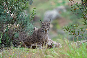 Lince ibérico (Lynx pardinus). P. Nat. de la Sierra de Andújar. Jaén