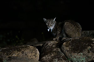 Lince ibérico (Lynx pardinus). P. Nat. de la Sierra de Andújar. Jaén
