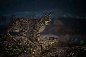 Lince ibérico (Lynx pardinus). P. Nat. de la Sierra de Andújar. Jaén