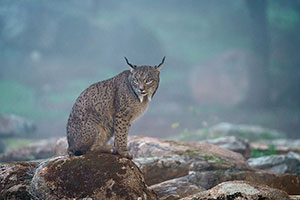 Lince ibérico (Lynx pardinus). P. Nat. de la Sierra de Andújar. Jaén