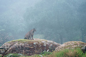 Lince ibérico (Lynx pardinus). P. Nat. de la Sierra de Andújar. Jaén
