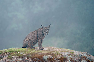 Lince ibérico (Lynx pardinus). P. Nat. de la Sierra de Andújar. Jaén