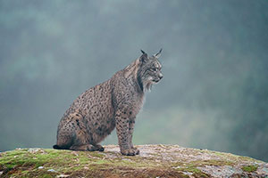 Lince ibérico (Lynx pardinus). P. Nat. de la Sierra de Andújar. Jaén