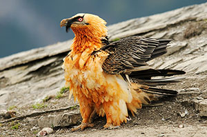 Quebrantahuesos (Gypaetus barbatus). Torla. Huesca