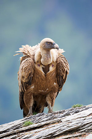 Buitre leonado (Gyps fulvus). Torla. Huesca