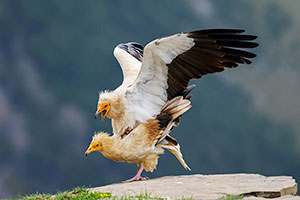 Alimoche común (Neophron percnopterus). Torla. Huesca