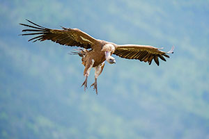 Buitre leonado (Gyps fulvus). Torla. Huesca