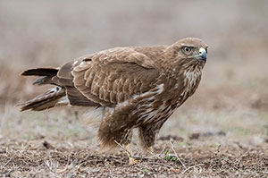 Busardo ratonero (Buteo buteo). El Taray. Quero. Toledo