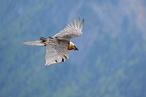 Quebrantahuesos (Gypaetus barbatus). Torla. Huesca