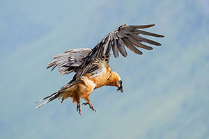 Quebrantahuesos (Gypaetus barbatus). Torla. Huesca