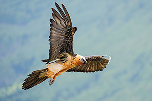 Quebrantahuesos (Gypaetus barbatus). Torla. Huesca