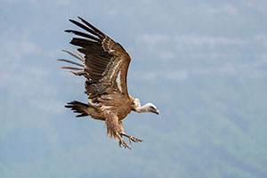 Buitre leonado (Gyps fulvus). Torla. Huesca