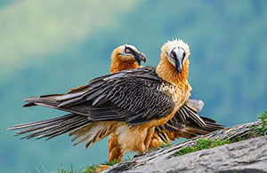 Quebrantahuesos (Gypaetus barbatus). Torla. Huesca