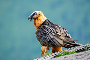 Quebrantahuesos (Gypaetus barbatus). Torla. Huesca