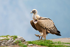 Buitre leonado (Gyps fulvus). Torla. Huesca