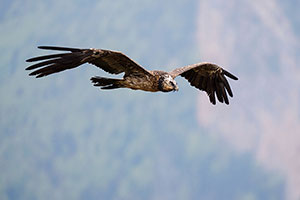 Quebrantahuesos (Gypaetus barbatus). Torla. Huesca