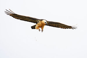 Quebrantahuesos (Gypaetus barbatus). Torla. Huesca
