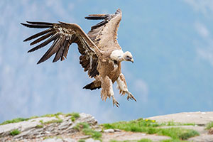 Buitre leonado (Gyps fulvus). Torla. Huesca
