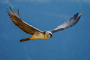 Quebrantahuesos (Gypaetus barbatus). Torla. Huesca