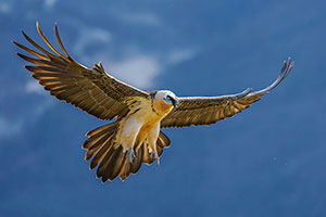 Quebrantahuesos (Gypaetus barbatus). Torla. Huesca