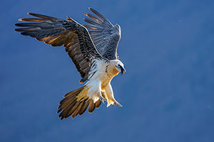 Quebrantahuesos (Gypaetus barbatus). Torla. Huesca