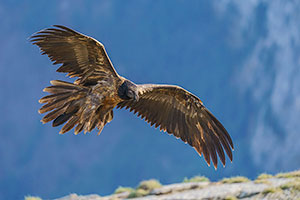 Quebrantahuesos (Gypaetus barbatus). Torla. Huesca