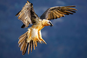Quebrantahuesos (Gypaetus barbatus). Torla. Huesca