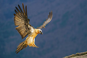Quebrantahuesos (Gypaetus barbatus). Torla. Huesca