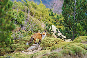 Zorro común (Vulpes vulpes). Torla. Huesca