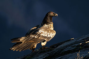 Quebrantahuesos (Gypaetus barbatus). Torla. Huesca