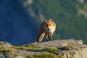 Zorro común (Vulpes vulpes). Torla. Huesca