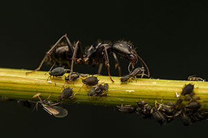 Hormiga con pulgones. Parque Regional de la Cuenca Alta del Manzanares. Madrid