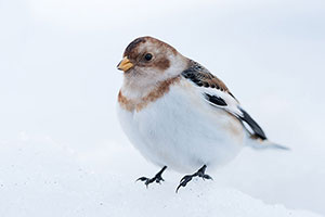Escribano nival (Plectrophenax nivalis). Lago Jökulsárlón
