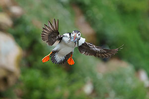 Frailecillo atlántico (Fratercula arctica)
