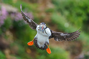 Frailecillo atlántico (Fratercula arctica)