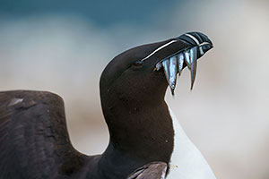 Alca común (Alca torda)