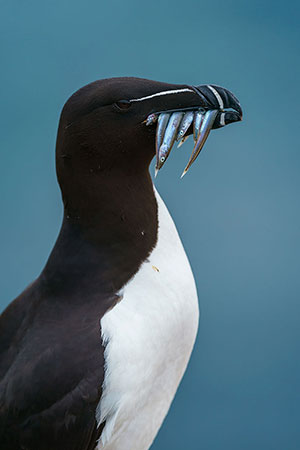 Alca común (Alca torda)